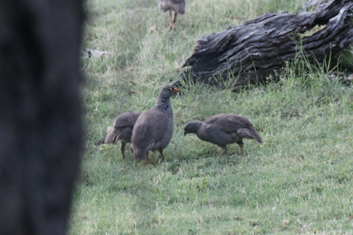 Red-billed Spurfowl - ML637887290