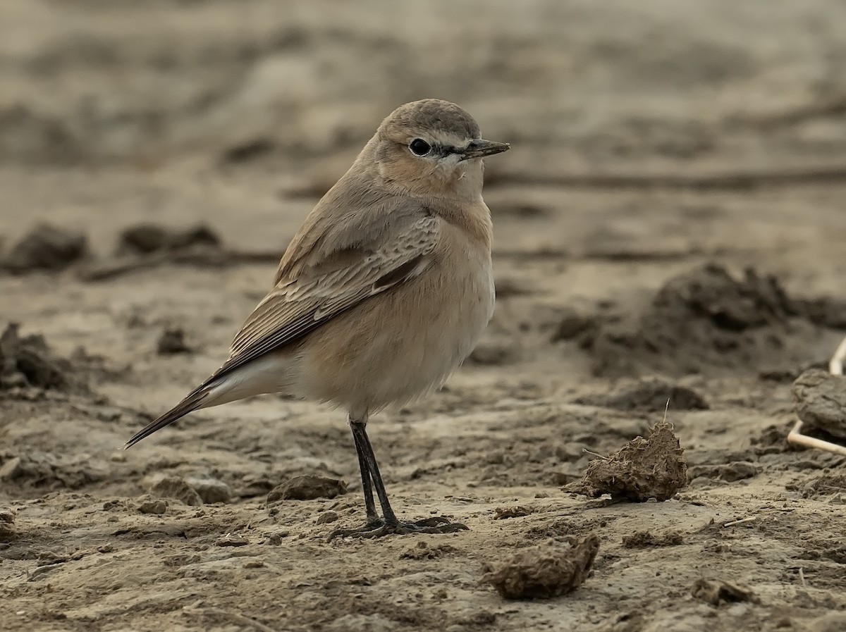 Desert Wheatear - ML637887299