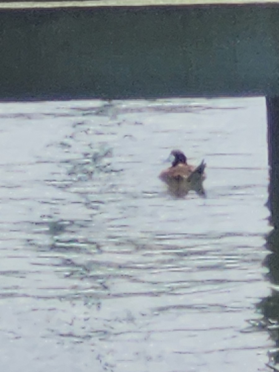 Ruddy Duck - ML637887328