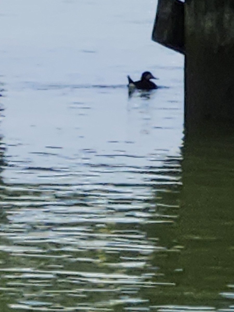 Ruddy Duck - ML637887341