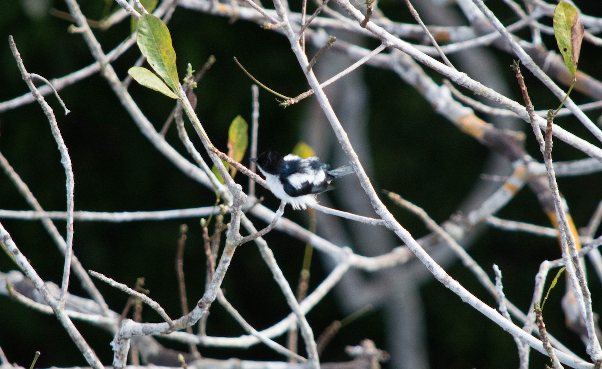 Glossy-backed Becard - ML637887363