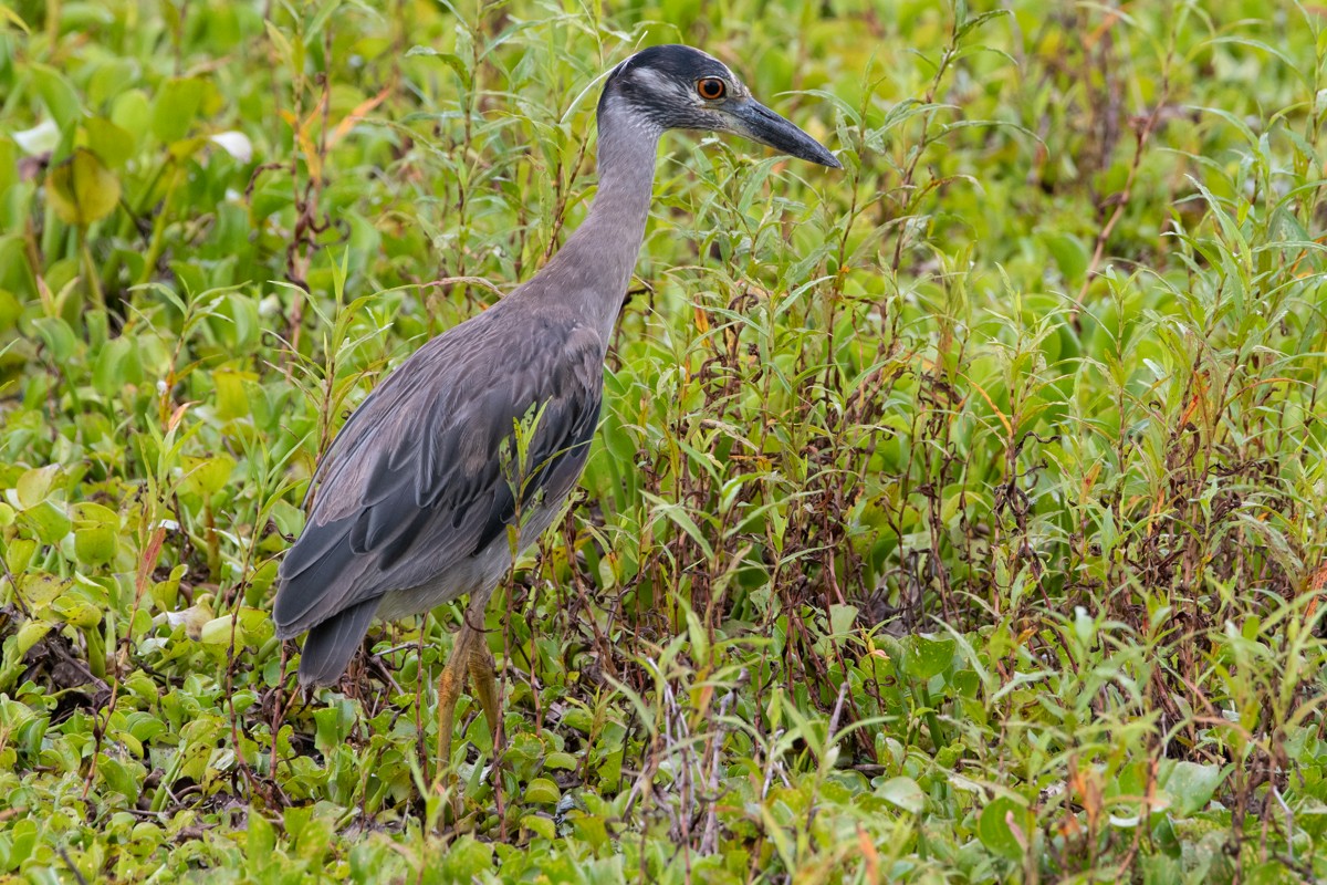 Yellow-crowned Night Heron - ML637887382