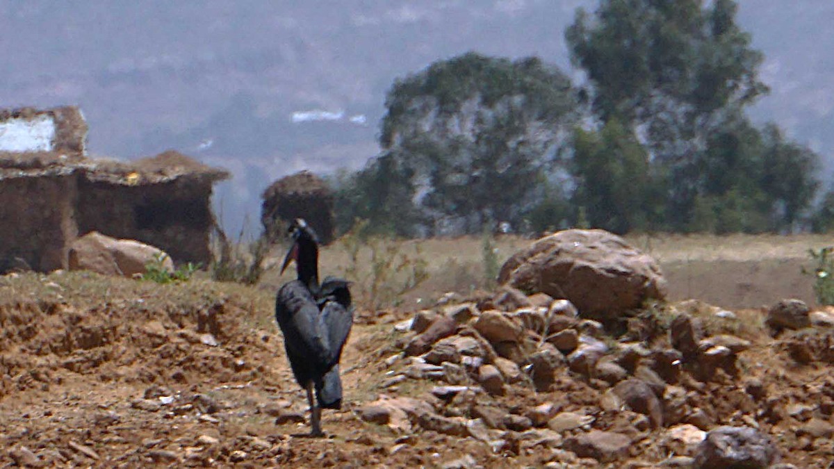 Abyssinian Ground-Hornbill - ML637887400
