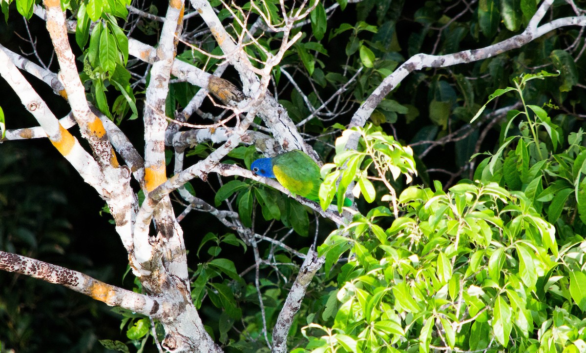 Blue-headed Parrot - ML637887408