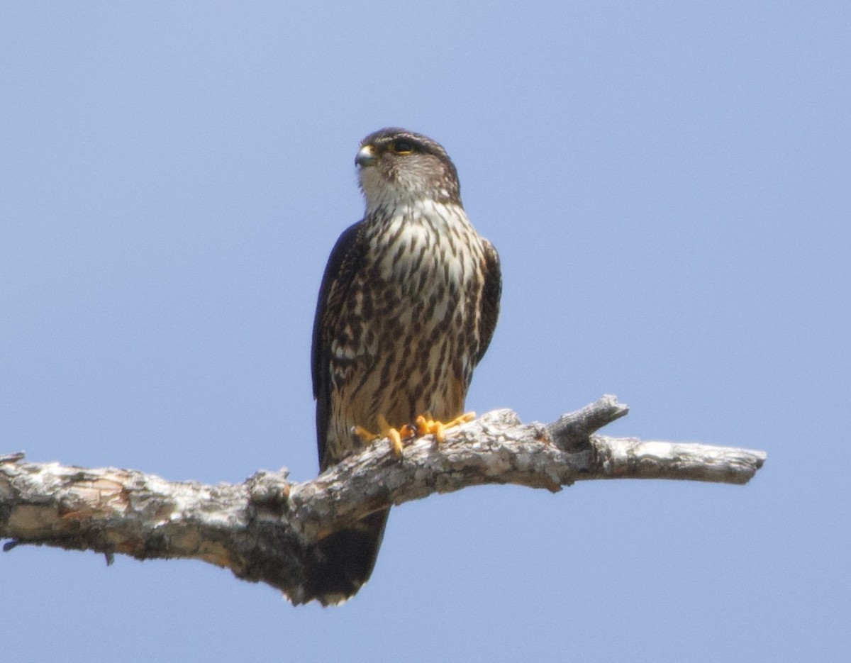 Merlin - ML637887430