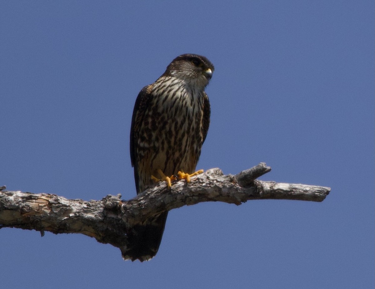 Merlin - ML637887431