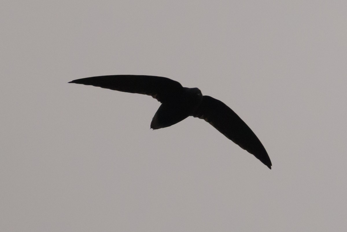 Short-tailed Swift - ML637887441