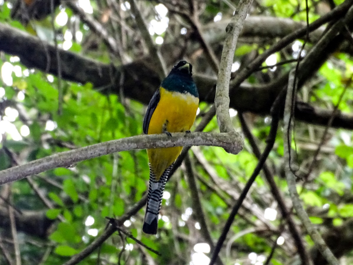 Northern Black-throated Trogon - ML637887446