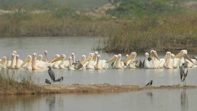 Great White Pelican - ML637887453