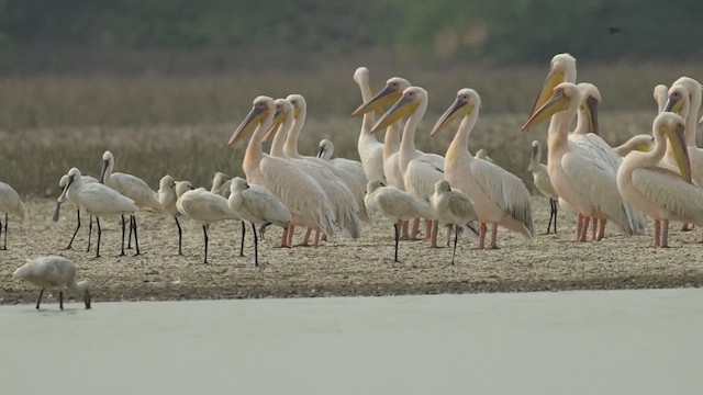Great White Pelican - ML637887454