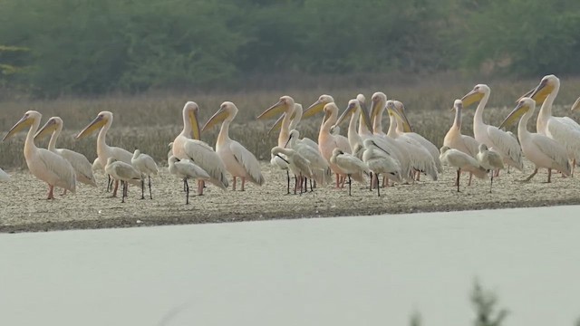 Great White Pelican - ML637887455