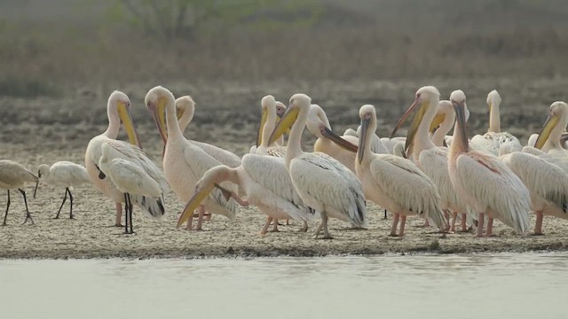 Great White Pelican - ML637887457