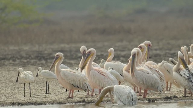 Great White Pelican - ML637887459