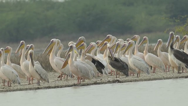 Great White Pelican - ML637887460