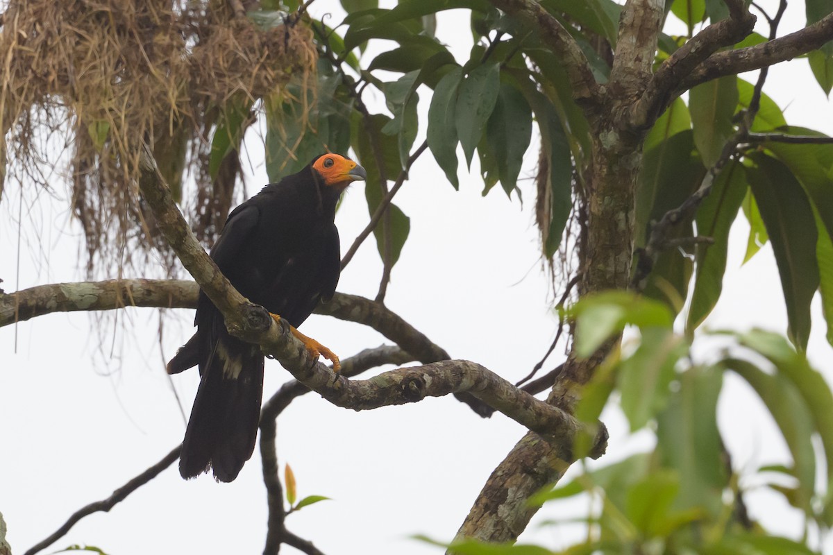 Black Caracara - ML637887492