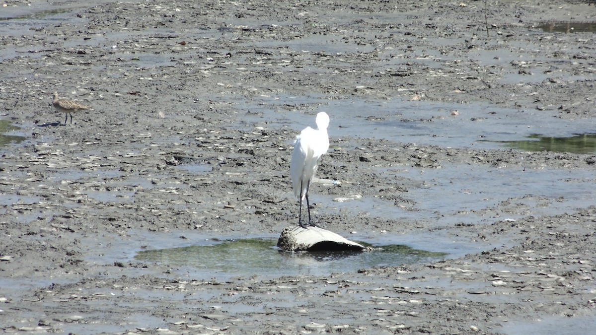 Great Egret - ML637887494