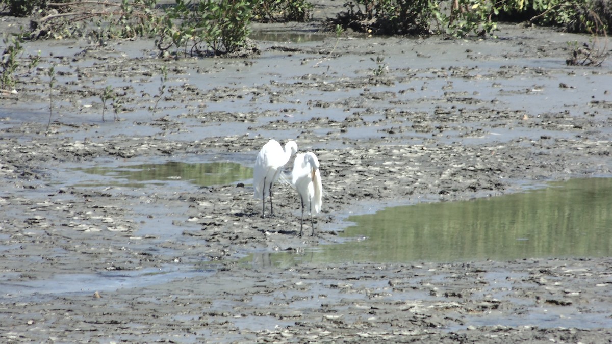 Great Egret - ML637887495