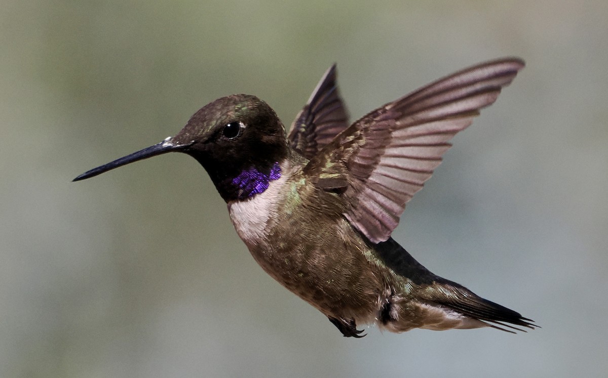 Black-chinned Hummingbird - ML637887502