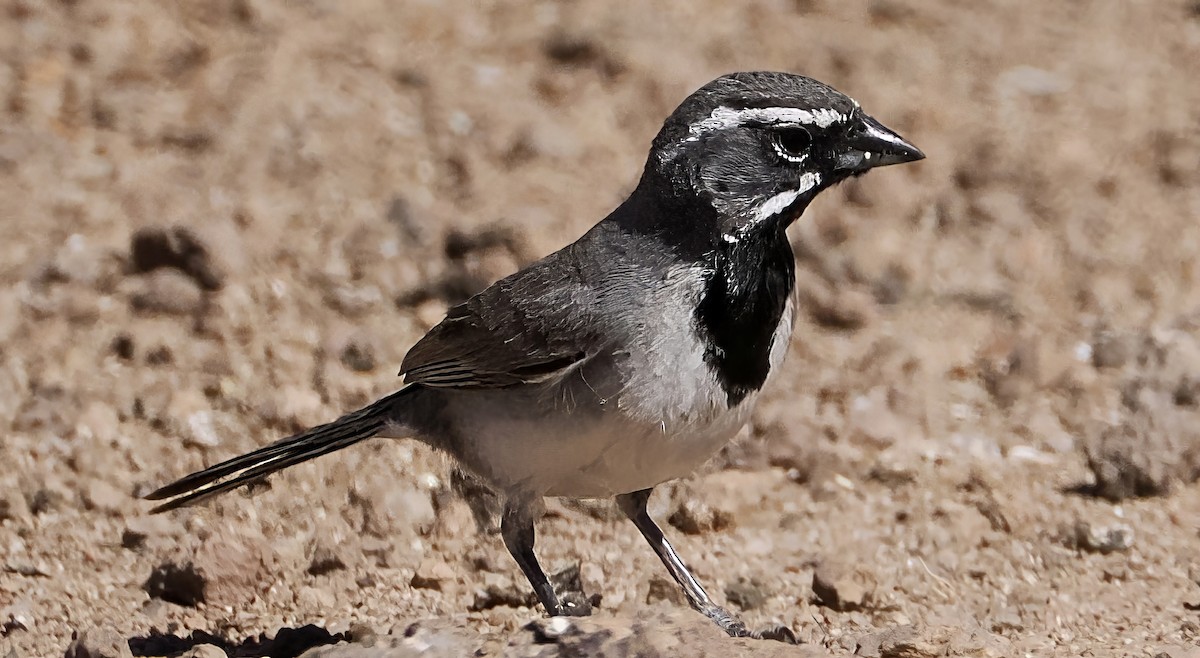 Black-throated Sparrow - ML637887503