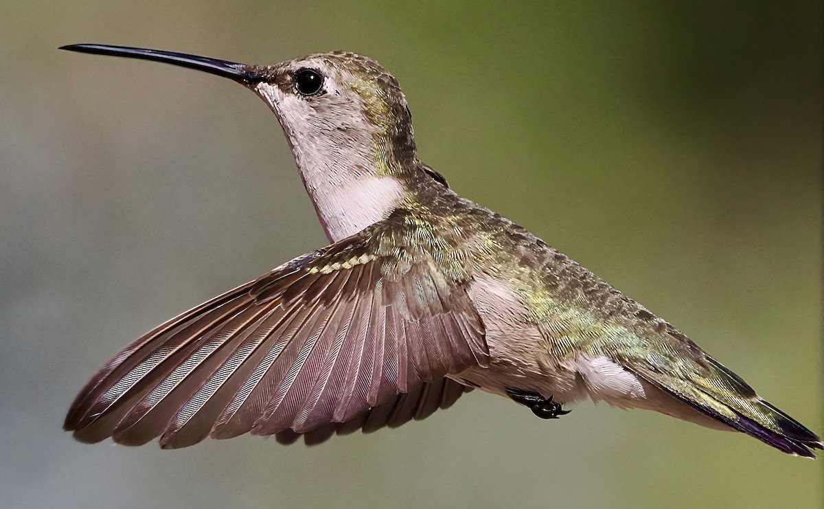 Black-chinned Hummingbird - ML637887504