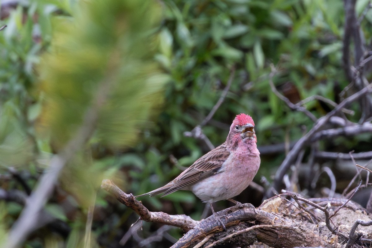Cassin's Finch - ML637887530