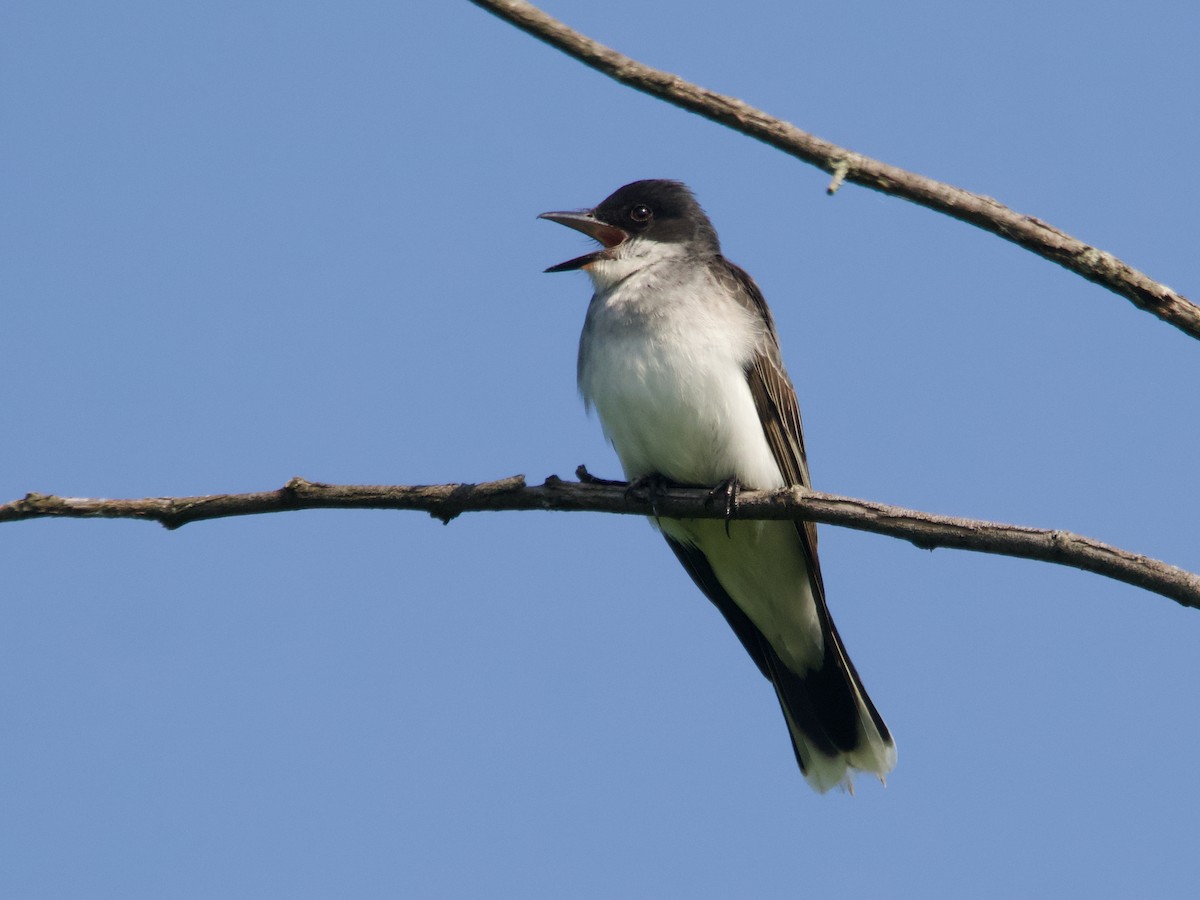 Eastern Kingbird - ML637887568