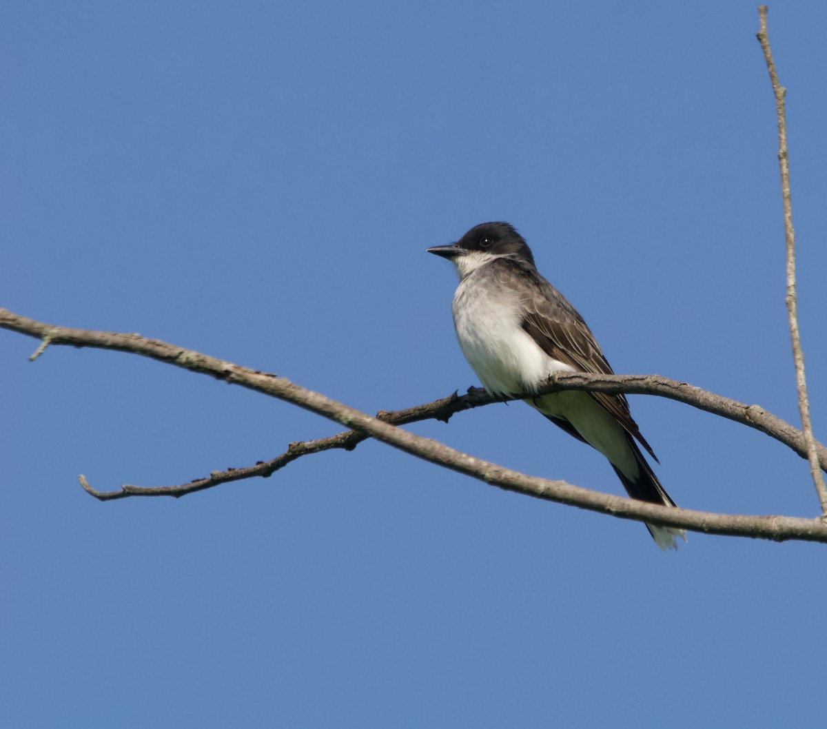 Eastern Kingbird - ML637887569