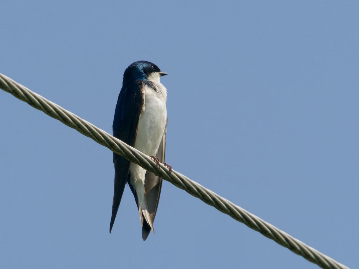 Tree Swallow - ML637887577