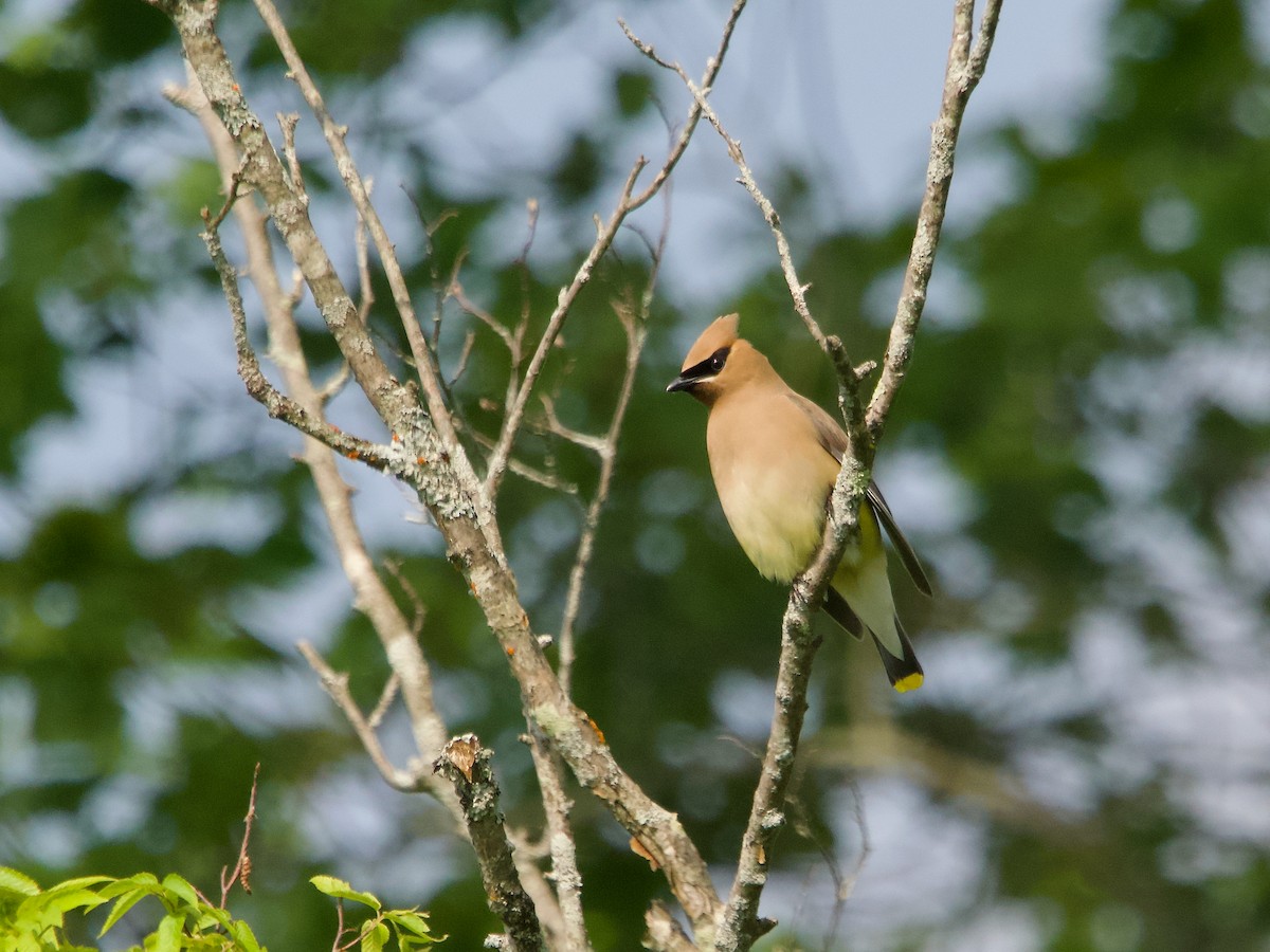 Cedar Waxwing - ML637887587