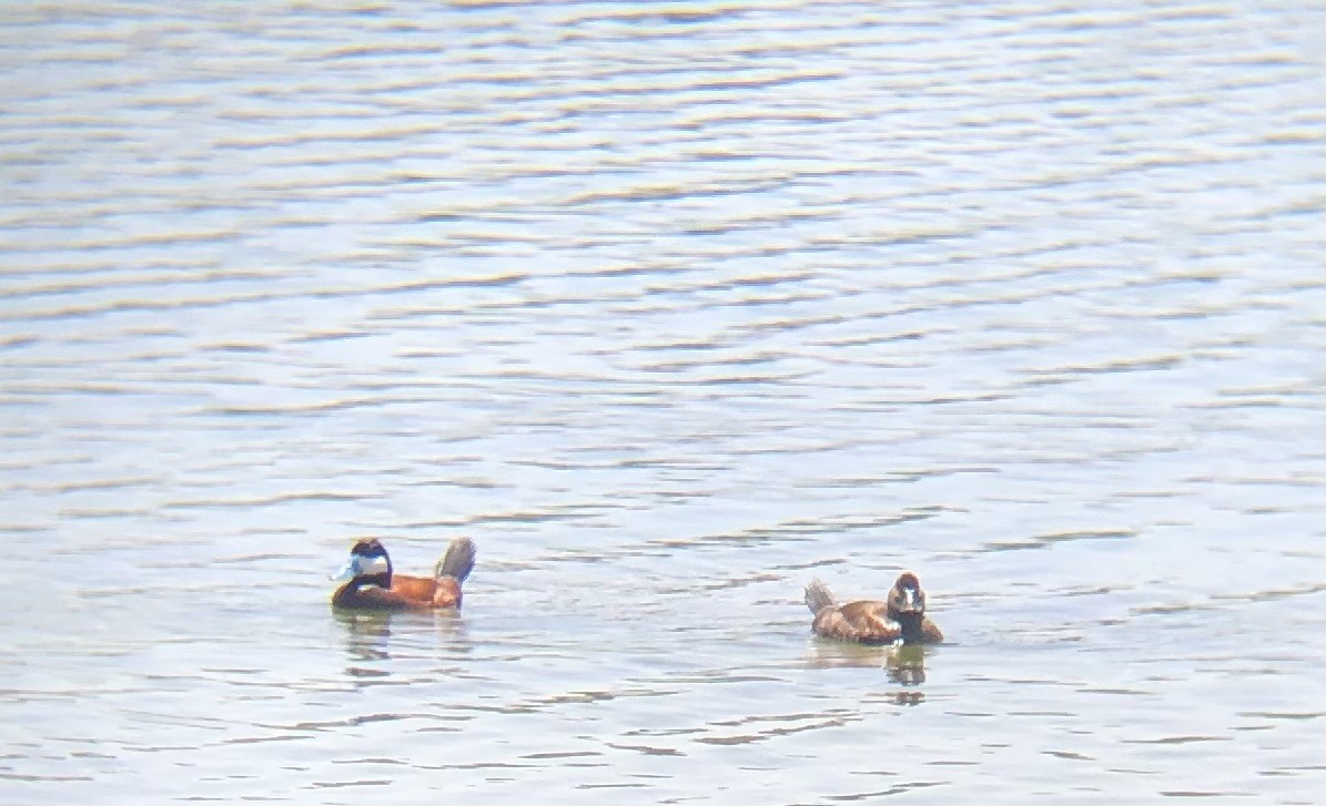 Ruddy Duck - ML637887588