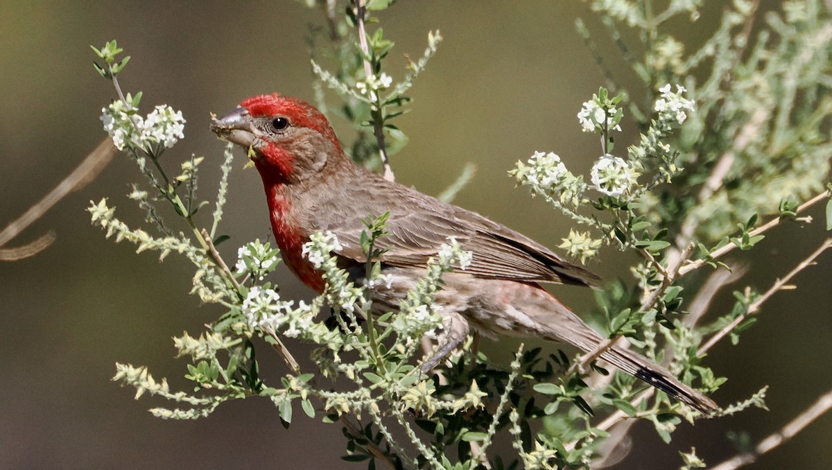 House Finch - ML637887592