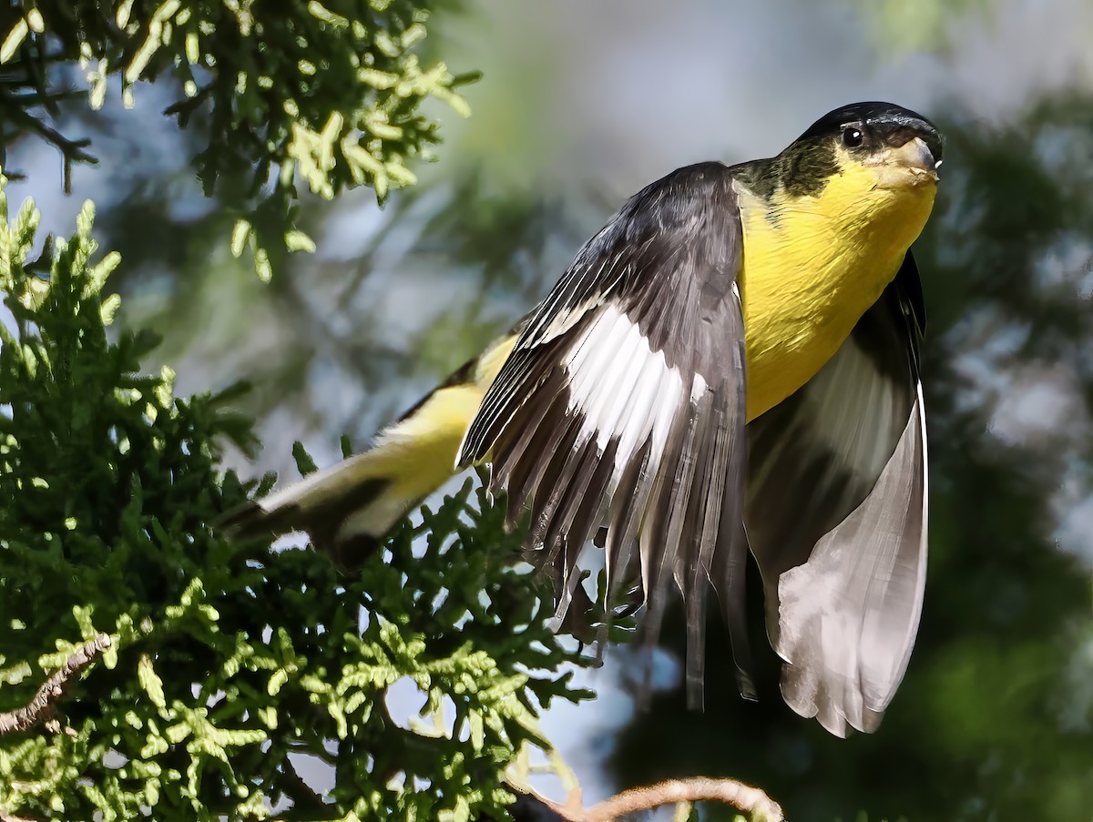 Lesser Goldfinch - ML637887599
