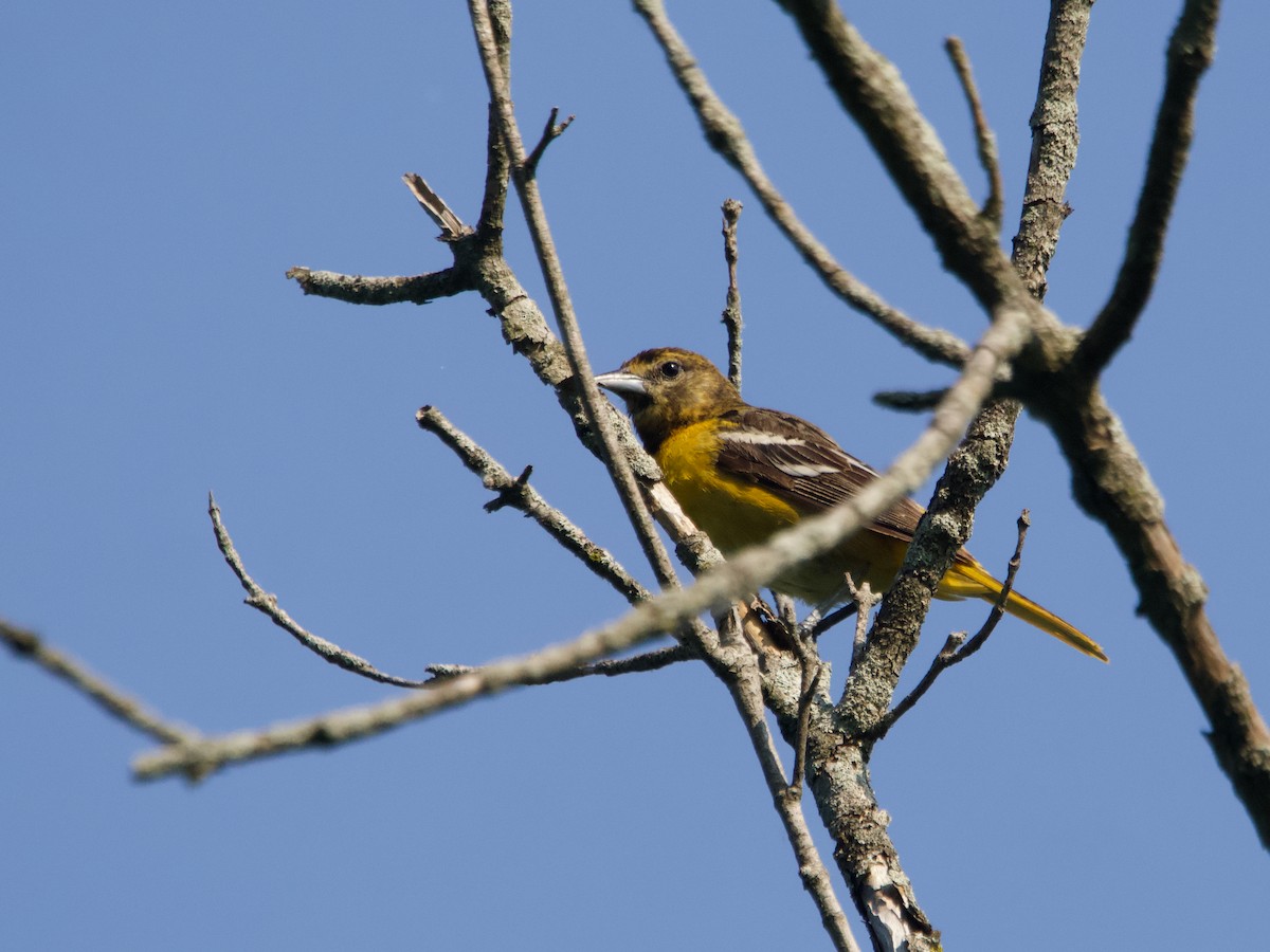 Baltimore Oriole - ML637887604