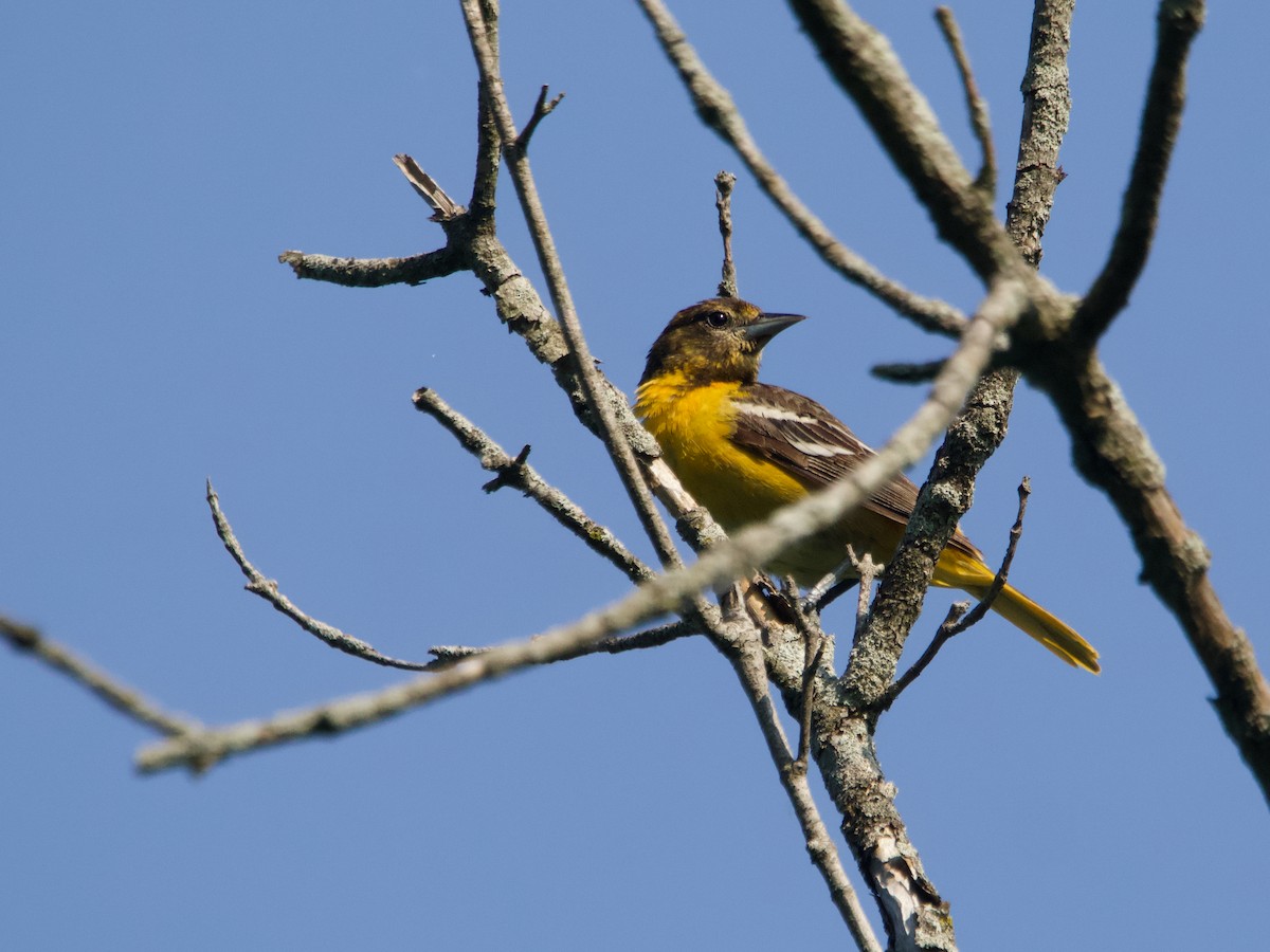 Baltimore Oriole - ML637887605