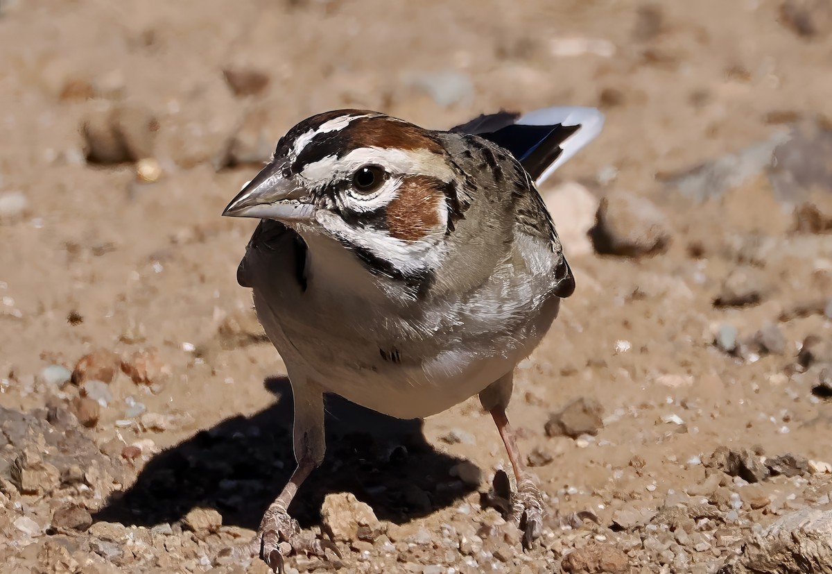 Lark Sparrow - ML637887611
