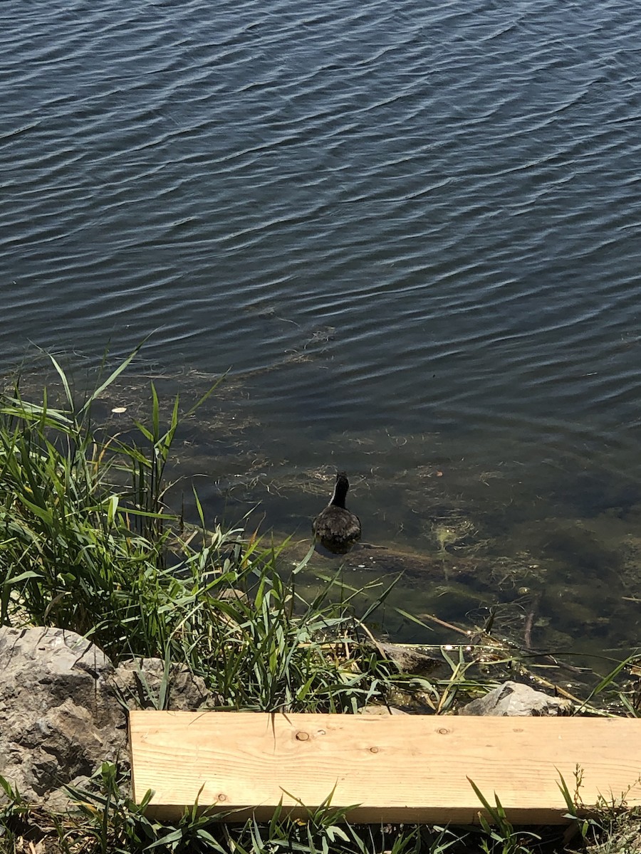 American Coot - ML637887613