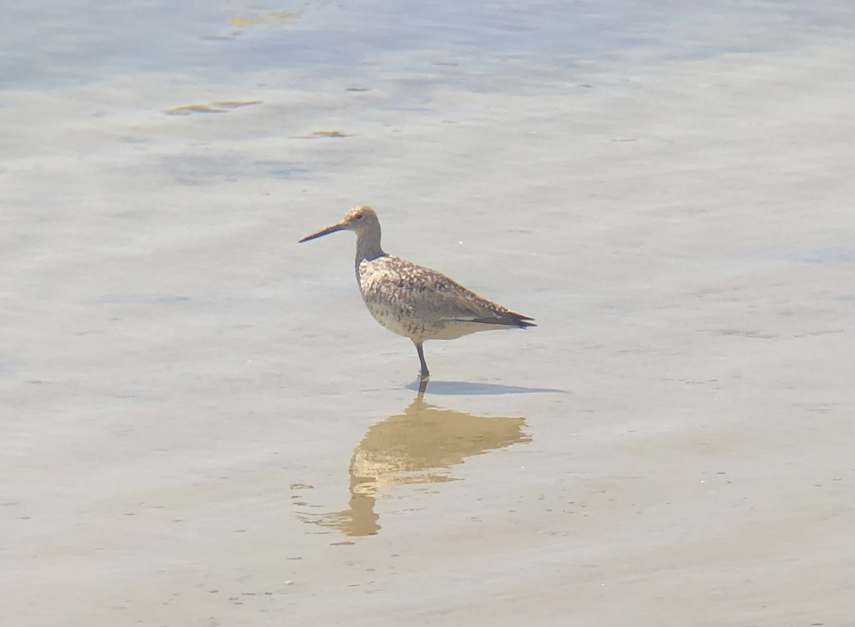 Willet - ML637887642