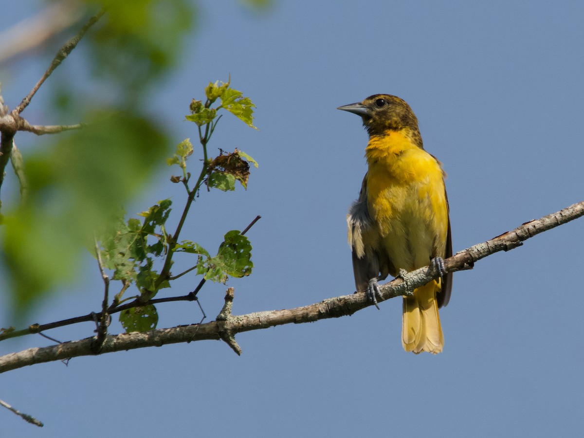 Baltimore Oriole - ML637887643
