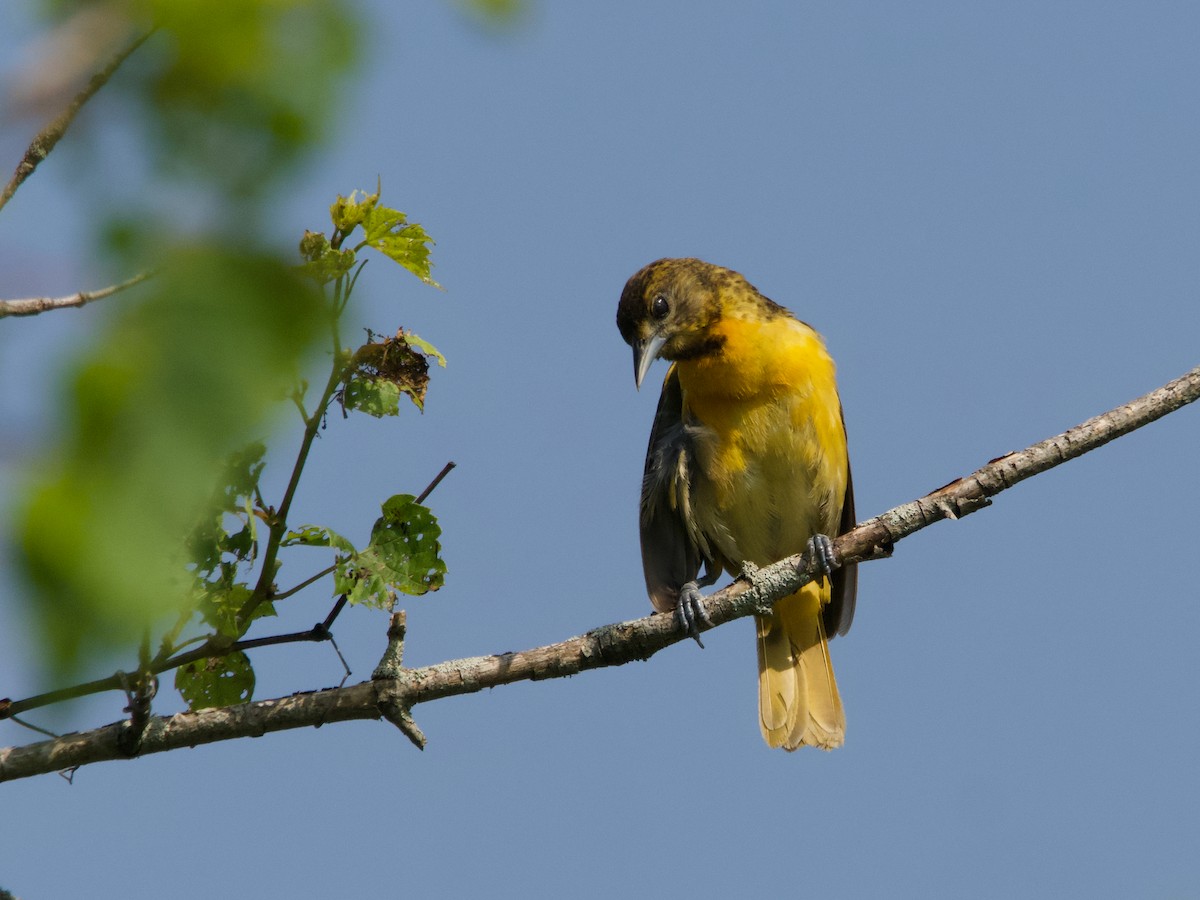 Baltimore Oriole - ML637887644