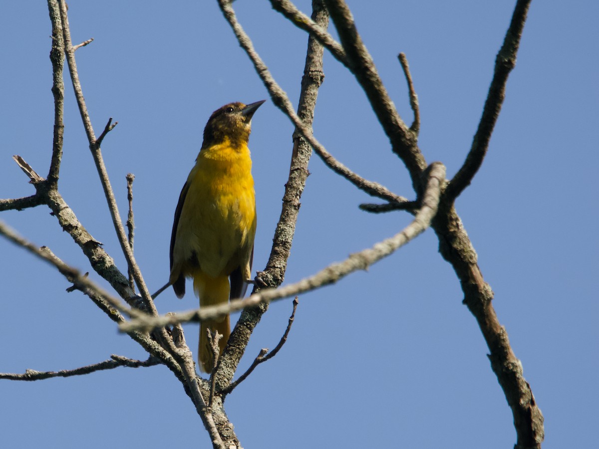 Baltimore Oriole - ML637887645