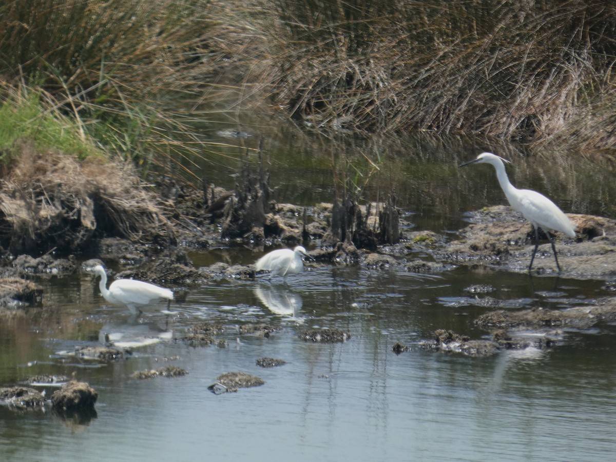 Хурган дэглий - ML637887646