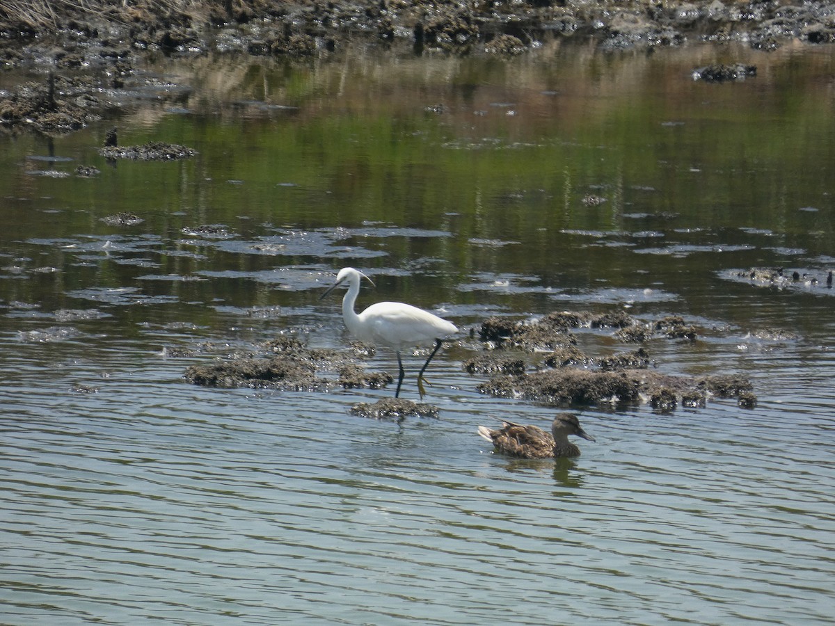 Хурган дэглий - ML637887647