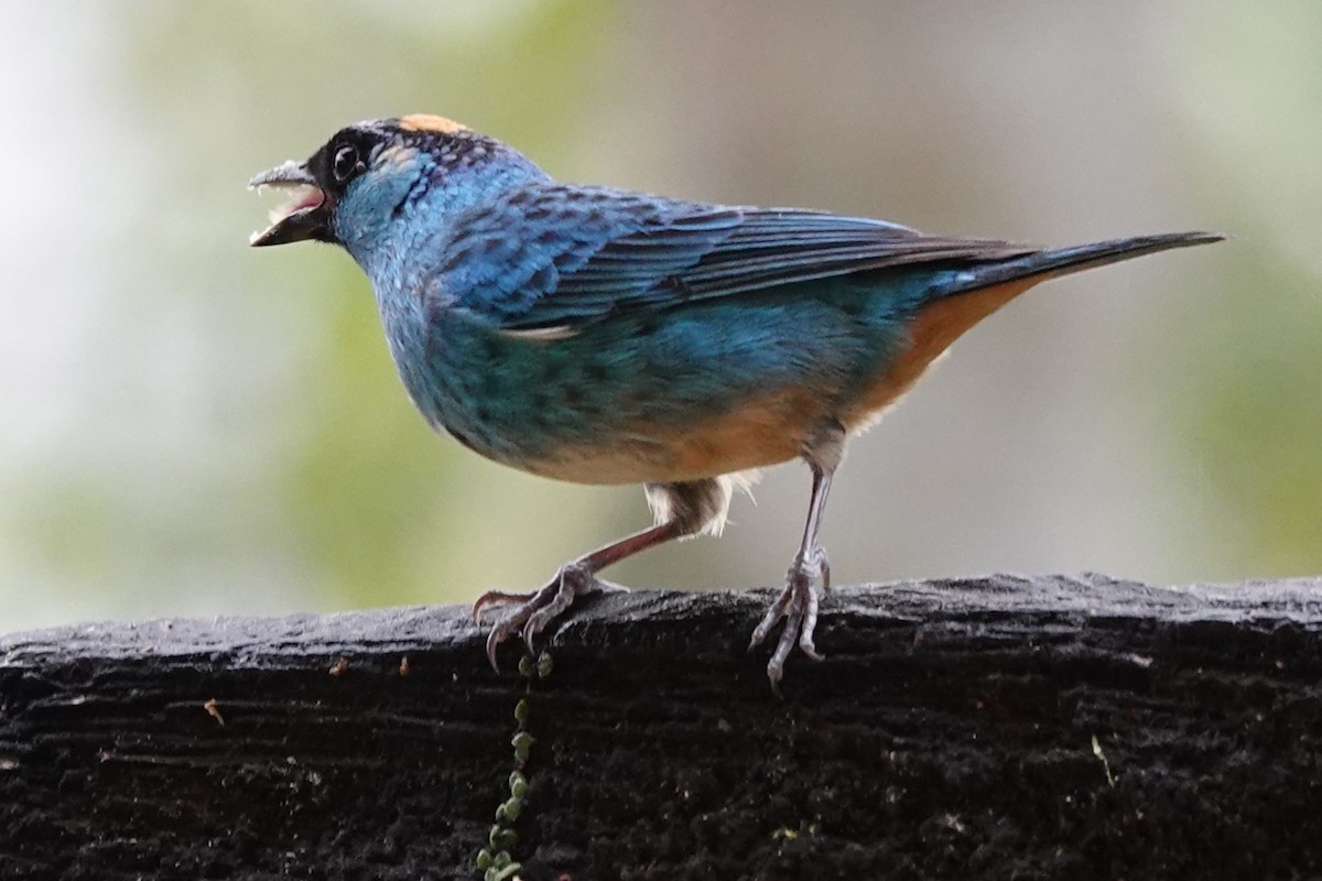 Golden-naped Tanager - ML637887650