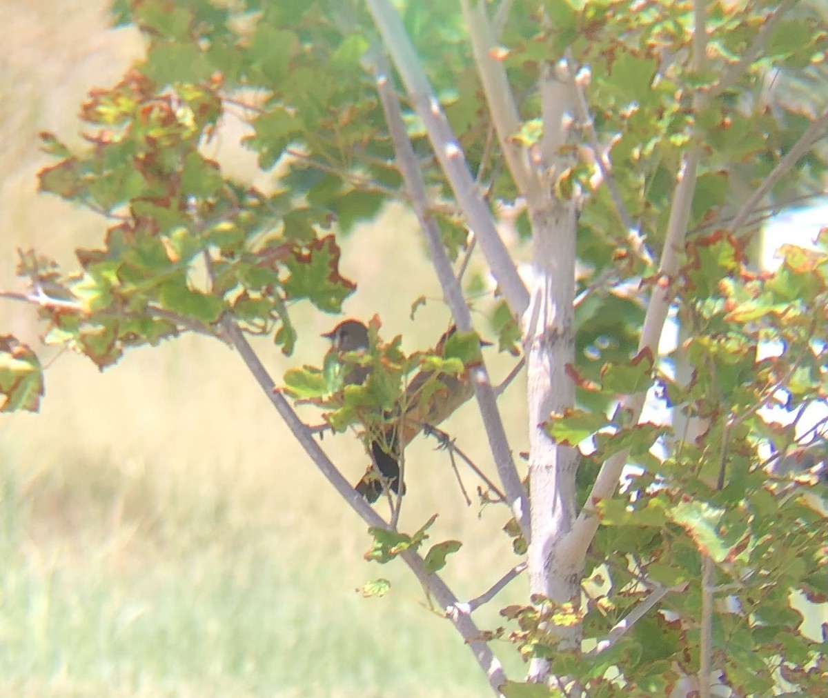 Say's Phoebe - ML637887657