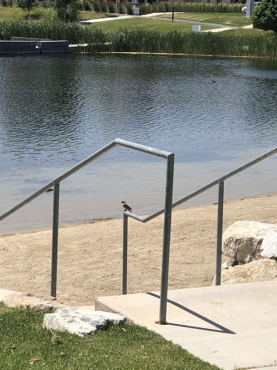 Say's Phoebe - ML637887658