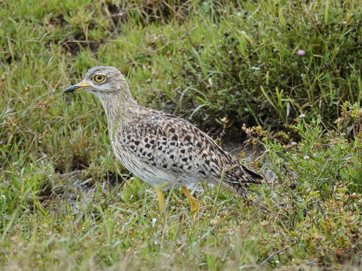 Spotted Thick-knee - ML637887711