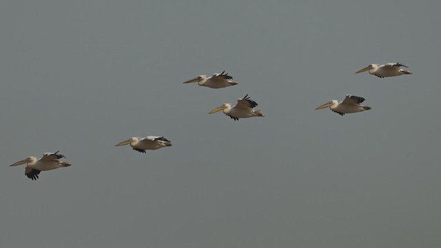 Great White Pelican - ML637887713