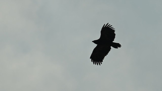 Steppe Eagle - ML637887717