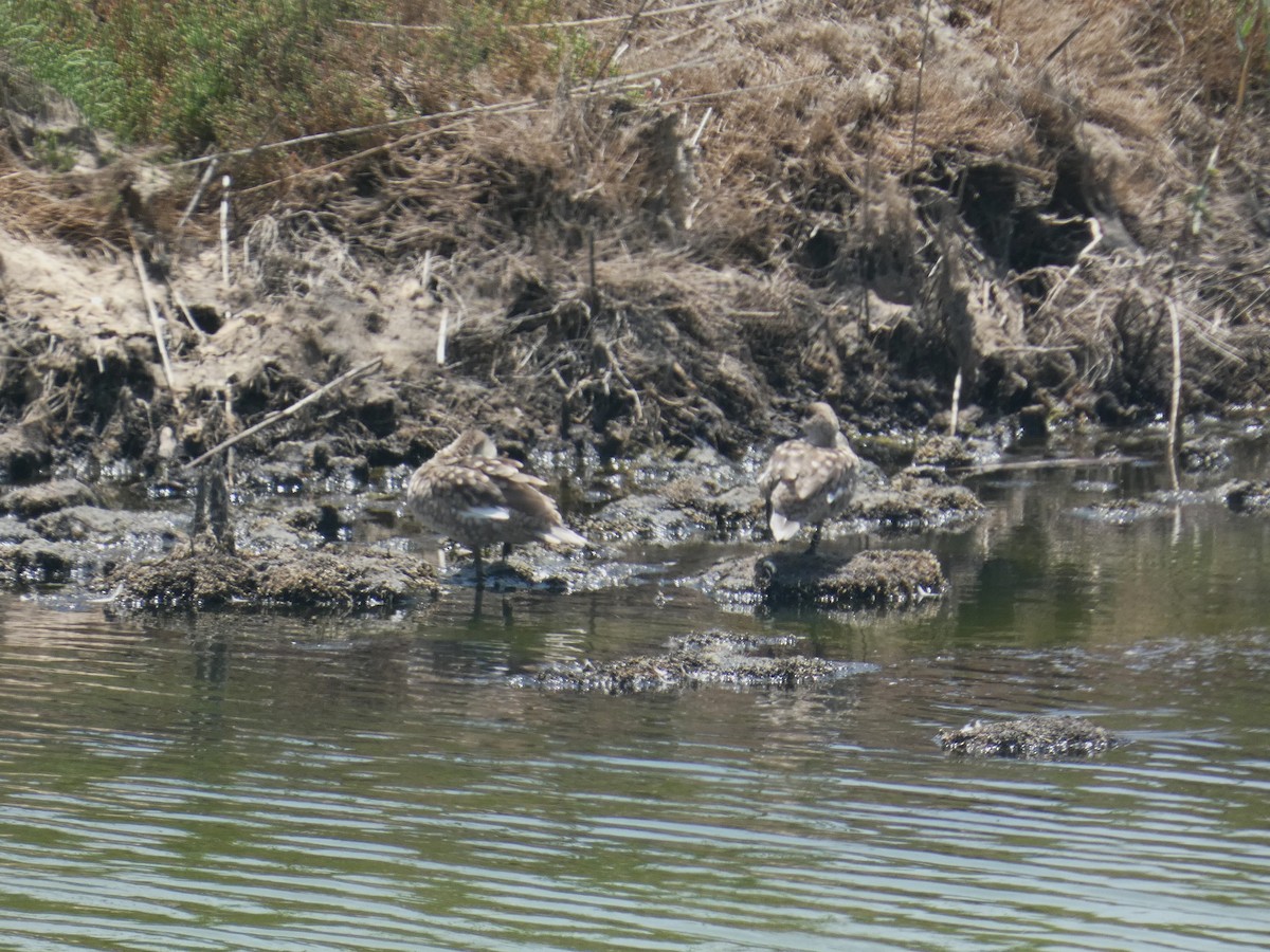 Marbled Duck - ML637887723