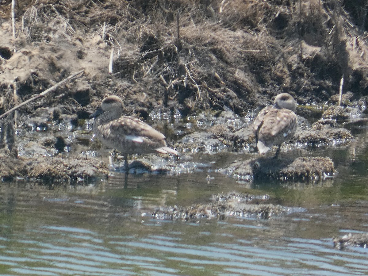 Marbled Duck - ML637887724